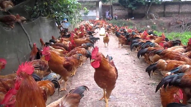 Hướng dẫn chăn nuôi gà thả vườn đạt hiệu quả cao