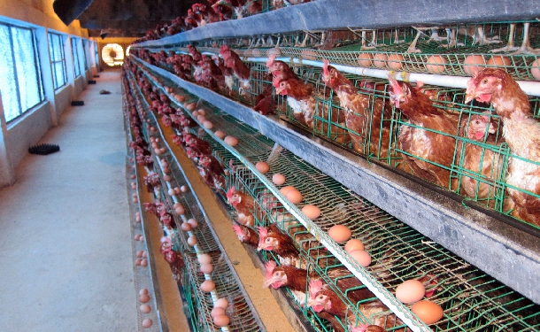 Hướng dẫn nuôi gà để trứng sản lượng cao chất lượng đồng đều