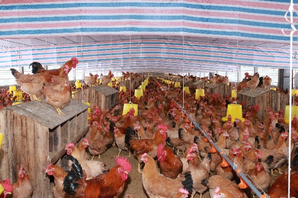 Hướng dẫn tăng sức đề kháng cho gà đảm bảo gà lớn nhanh