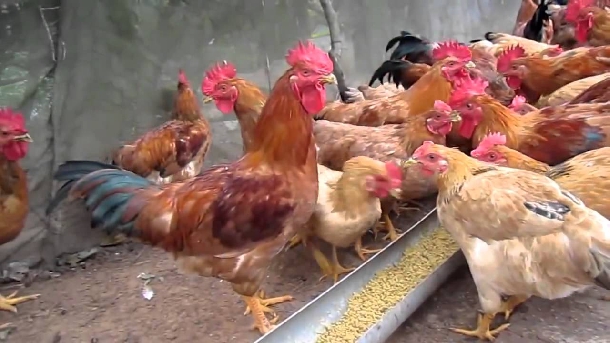 Chăn nuôi gà thịt thả vườn đạt năng suất cao